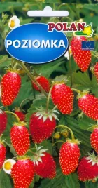 poziomka-baron-von-solemacher-03g-nasiona-polan