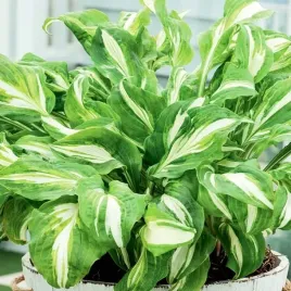 hosta-funkia-ogrodowa-mediovariegata-1szt-jakosc