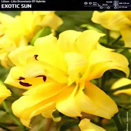 lilia-drzewiasta-pelna-exotic-sun-1-szt-bulwa-sadzonka-zolta-cebule
