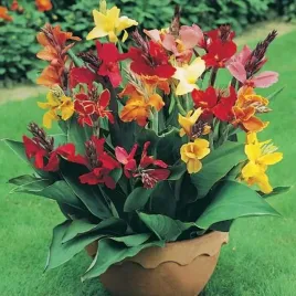canna-kanna-paciorecznik-mix-5-szt-sadzonki-xxl-bulwa-klacze-zdrowe