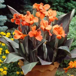 canna-paciorecznik-ingeborg-pomaranczowy-1szt-w224