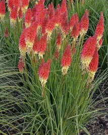 trytoma-groniasta-kniphofia-uvaria-0-5g