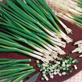 cebula-jadalna-siedmiolatka-2g-wielolenia-plenna-mrozoodporna