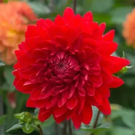 dalia-border-niska-garden-wonder-czerwona-1sz-klacze-duze-kwiaty-dalie
