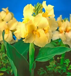 canna-paciorecznik-yellow-futurity-zolty-1szt-w220