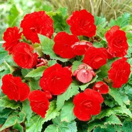 begonia-wielokwiatowa-czerwona-1-szt-002