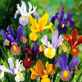 irys-irysy-kosaciec-holenderski-mix-50-szt-gratis