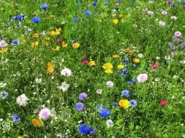 trawnik-kwiatowy-1kg-trawa-laka-kwiatowa-kwiatow-40-gatunkow-przyiaga-owady