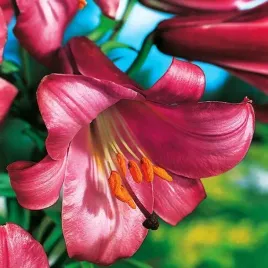lilium-lilia-trabkowa-pink-perfection-1szt-w401