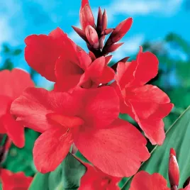 canna-paciorecznik-kanna-empire-1-szt-sadzonka-xxl