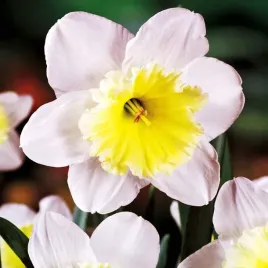 narcyz-wielkoprzykoronkowy-ice-follies-1-szt-150