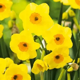 narcyz-narcyzy-wielokwiatowy-golden-dawn-5-szt-383