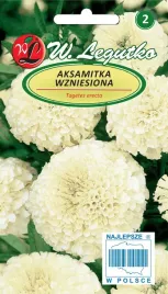 aksamitka-wzniesiona-piekne-kremowe-kwiaty-odstrasza-nasiona-jadalna