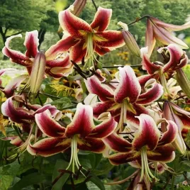 lilia-lilie-drzewiasta-scheherezade-1-szt-bulwa-czerwono-biala-pachnaca
