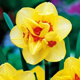 narcyz-tahiti-pelny-zolty-z-pomaranczowymi-smugami-opak-5-cebulek