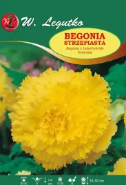 begonia-bulwiasta-strzepiasta-zolta-1szt-l02