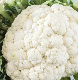 nasiona-kalafior-bialy-pionier-1g-wczesny-smaczny