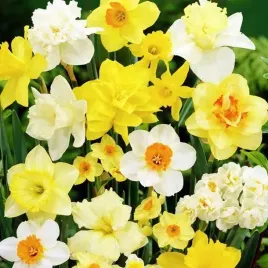 narcyz-pachnacy-mix-kolorow-25-szt-320