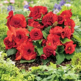 begonia-niska-non-stop-czerwona-1-szt-bulwa-klacze-cebule-kwiatowe