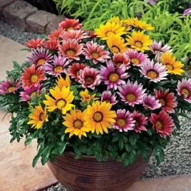 gazania-najbardziej-sloneczne-kwiaty-na-rabacie