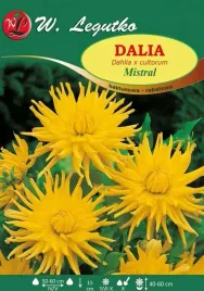 dalia-ogrodowa-kaktusowa-zolta-mistral-1-szt-013