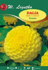 dalia-kulista-sonata-zolta-sadzonki-1szt-l10