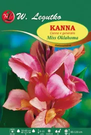 kanna-miss-oklahoma-zielonolistna-1szt-rozowa-klacze-cebule-kwiatowe