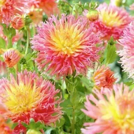 dalia-strzepiasta-fringed-star-sadzonki-1szt-klacze-rozowo-zolta-dalie