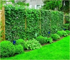 bluszcz-hedera-helix-goldheart-zolty-sadzonka