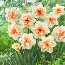 narcyz-pelny-delnashaugh-zachwycajace-kremowe-platki-opak-5-cebulek