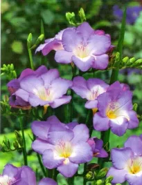 freesia-pojedyncza-frezja-niebieska-blue-10szt-w41