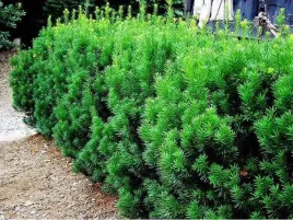 cis-posredni-hicksii-sadzonka-zywoplot-30-50-cm