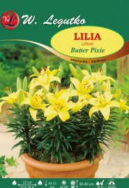 lilia-azjatycka-karlowa-butter-pixie-1szt-bulwa-zolta-pachnaca-cebule