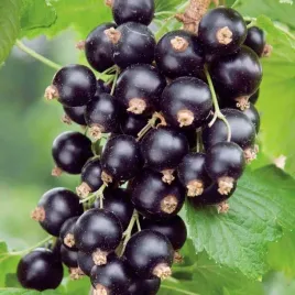 porzeczka-czarna-titania-sadzonka