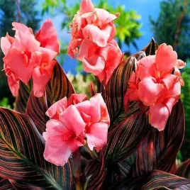 canna-red-kanna-rozowa-1-szt-bulwa-klacze-cebule-kwiatowe