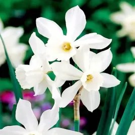narcyz-thalia-uroczy-bialy-o-mocno-wycietych-platkach-5-szt-cebule-kwiat