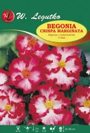 begonia-crispa-marginata-czerwono-biala-1szt-bulwa-klacze-cebule-kwiatowe