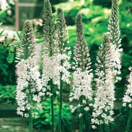 eremurus-pustynnik-white-beauty-favourite-1-szt