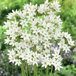 mieczyk-kalifornijski-brodiaea-silver-queen-5-szt-bialy-cebule-kwitowe