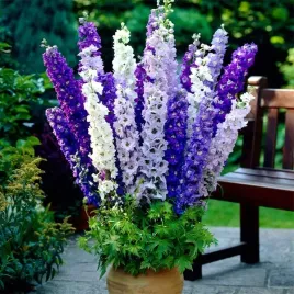 ostrozka-delphinium15-metrowa-pieknosc-5-kolorow