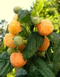 malina-zolta-golden-queen-zlota-sadzonka-plenna-sadzonka-w-donniczce