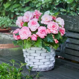 begonia-dwukolorowa-white-bial-rozowa-1-szt-cebulk