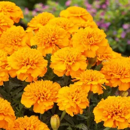 aksamitka-rozpierzchla-pomaranczowa-harvest-moon-1