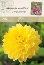 dalia-dalie-wysoka-dekoracyjna-bona-1-szt-018