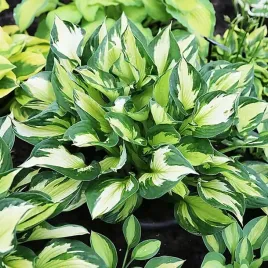 hosta-funkia-whirlwind-sadzonki-1szt-w300