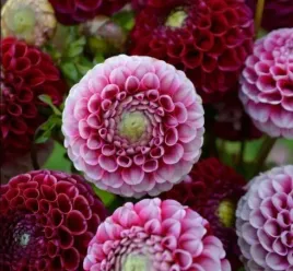 dalia-dalie-pomponowa-iskra-dwokolorowa-1-szt-010