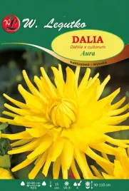 dalia-ogrodowa-kaktusowa-zolta-aura-1-szt-014