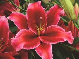 lilium-lilia-orientalna-rio-negro-red-1szt-czerwono-czarna-bulwa-pachnaca