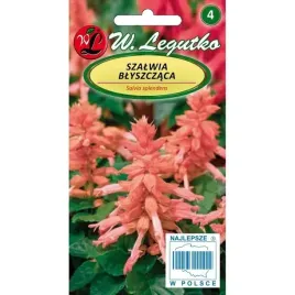 szalwia-blyszczaca-lososiowa-legutko-kwiaty-03g