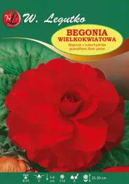 begonia-bulwiasta-wielkokwiatowa-czerwona-1szt-bulwa-klacze-cebule